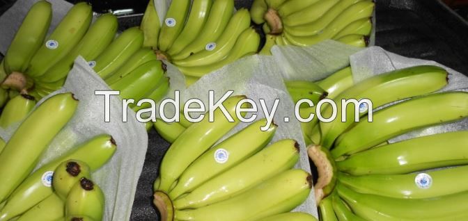 Fresh G9 Cavendish Banana