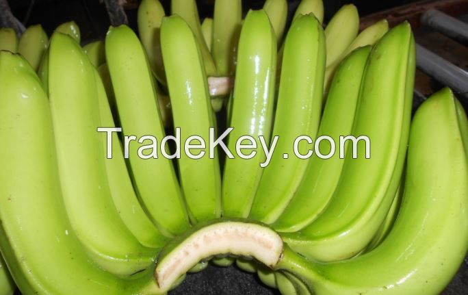 Fresh G9 Cavendish Banana