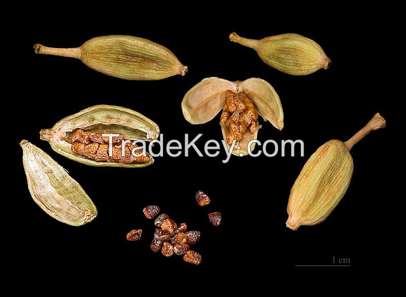 cardamom