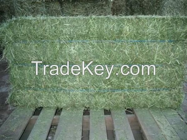 Buy Grade A Lucerne/Alfalfa Hay ,Teff bales,Eragrostis Hay,Animal feeds