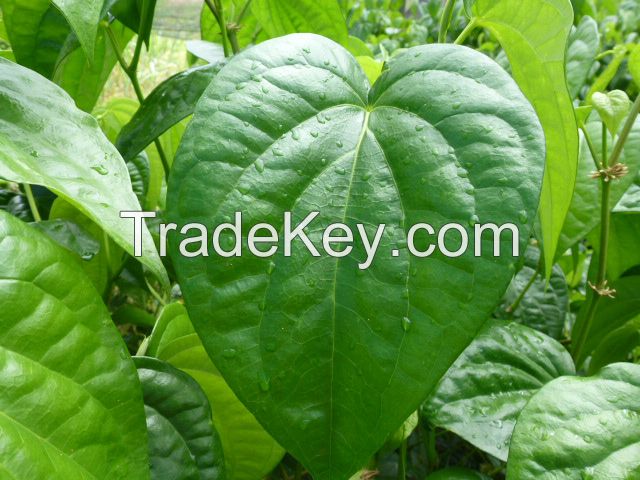 betel leaf