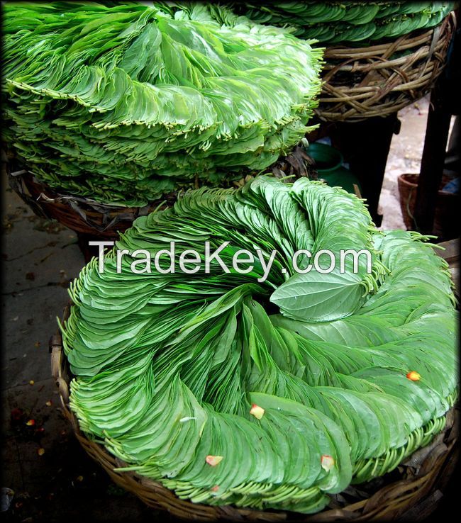 betel leaf