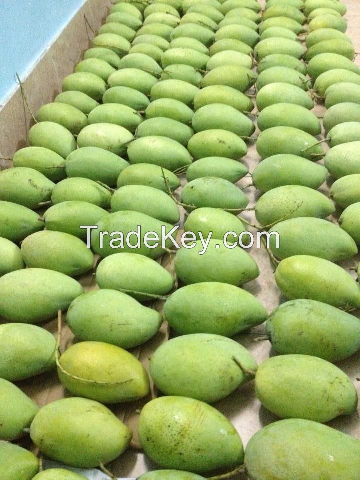 Vietnam fresh mango