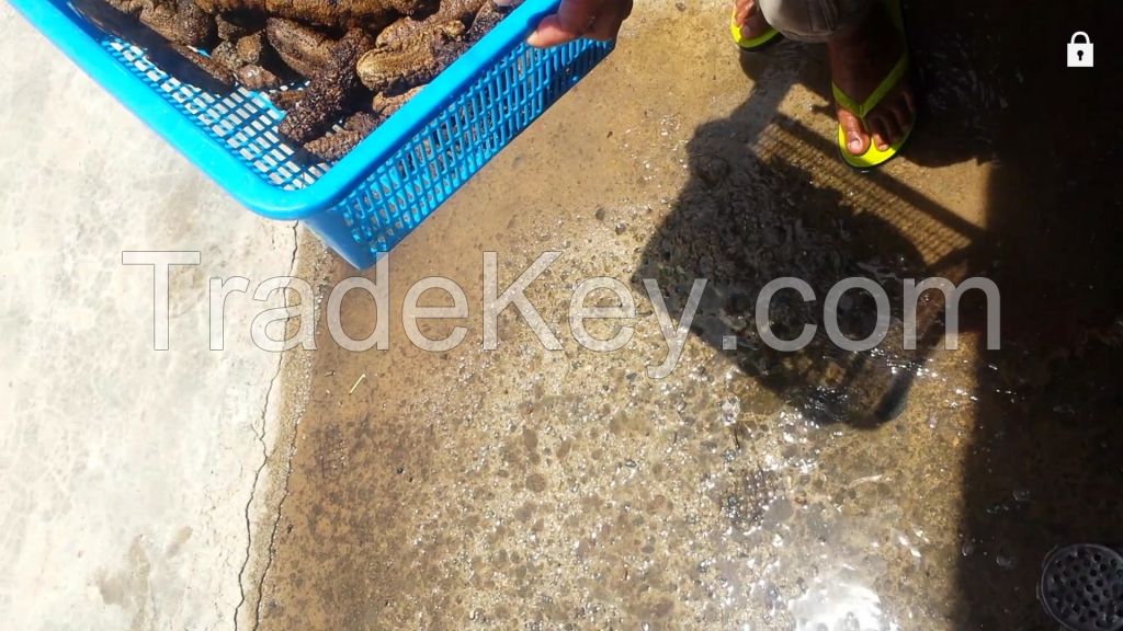 Sea Cucumber , beche de mer