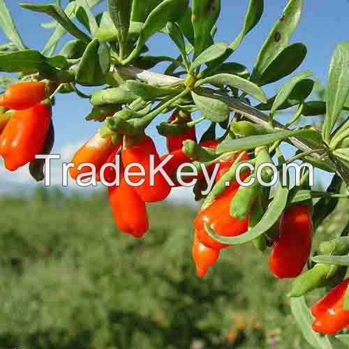 2016 hot sales Organic Goji berry wolfberry