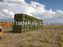 supply high quality Animal feed alfalfa