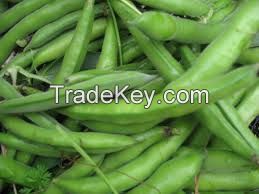 green and white broad bean