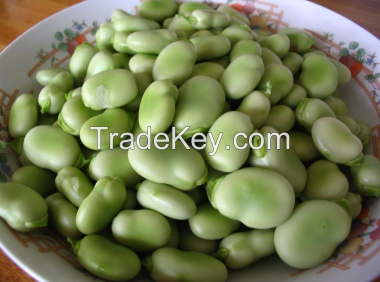 Fresh broad beans For seasoning