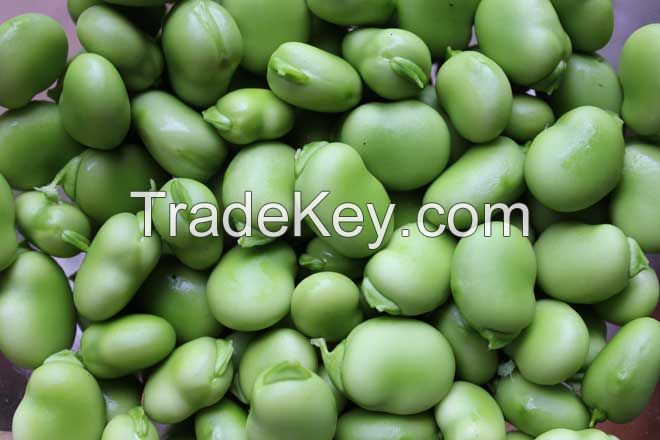 green and white broad bean