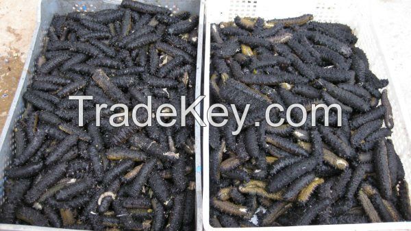  Dried Sea Cucumber 