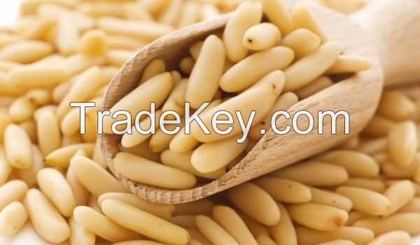  Cedar Nuts / Pine Nuts (Peeled) Long Grain 