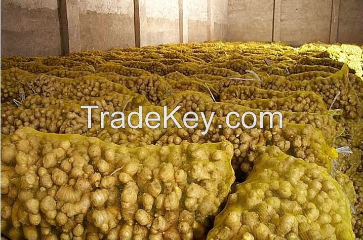 Fresh Ginger from Nigeria available in huge stock