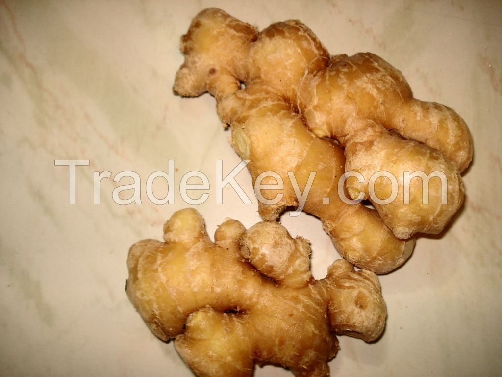 Fresh Ginger from Nigeria available in huge stock