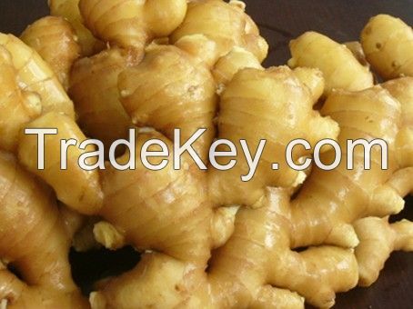 Fresh Ginger from Nigeria available in huge stock