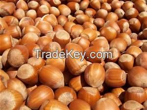 Raw Hazelnuts Kernels in Shell, Organic Hazelnuts, Blanched Hazelnuts..