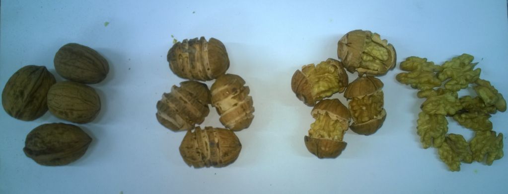 Walnuts in shell