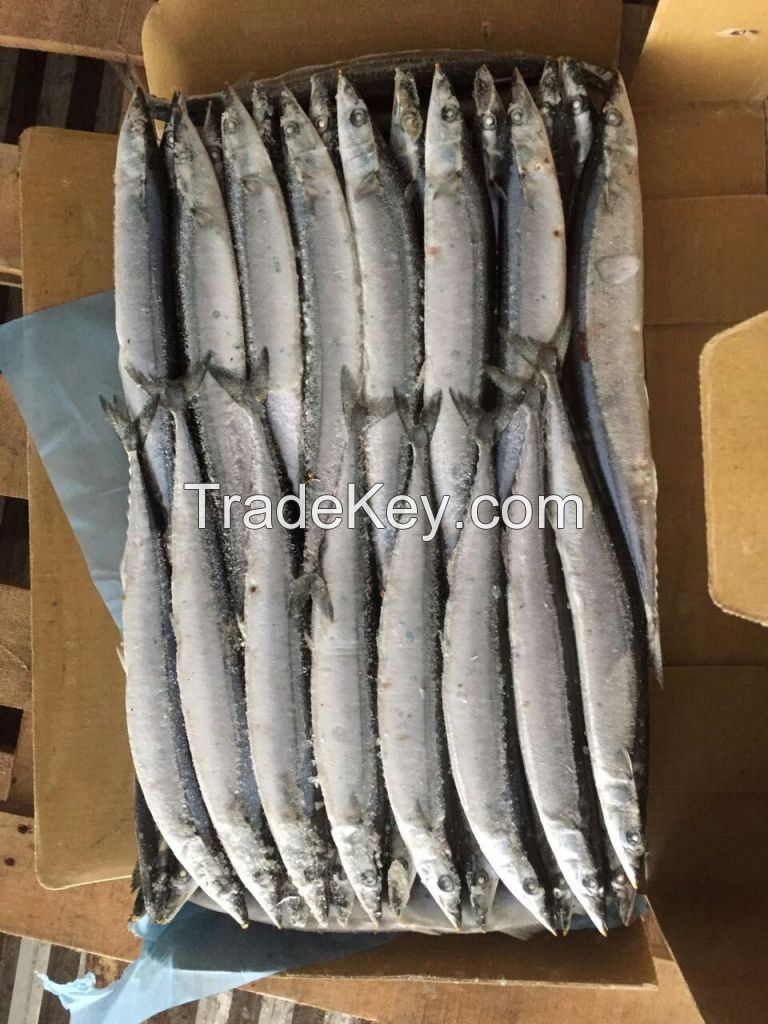 Frozen pacific saury fish cololabis caira