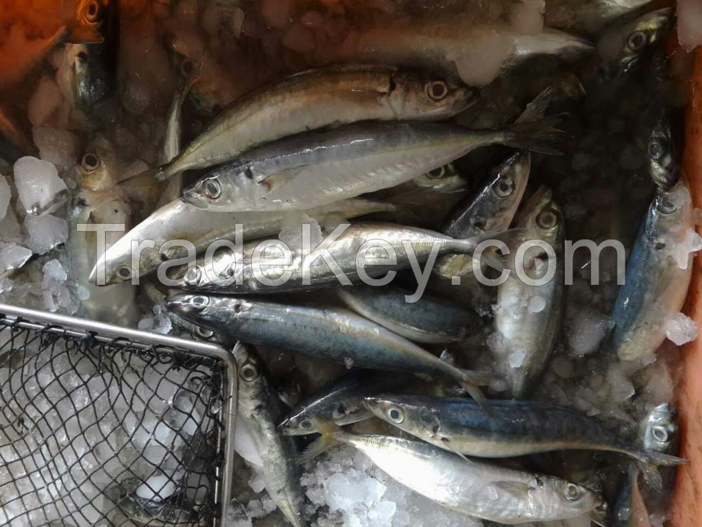 Frozen round scad fish horse mackerel  Decapterus macrosoma