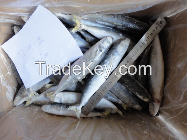 Frozen round scad fish horse mackerel  Decapterus macrosoma