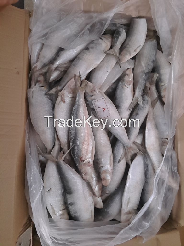 All size sardine for canning and bait sardinella loniceps light purse seine