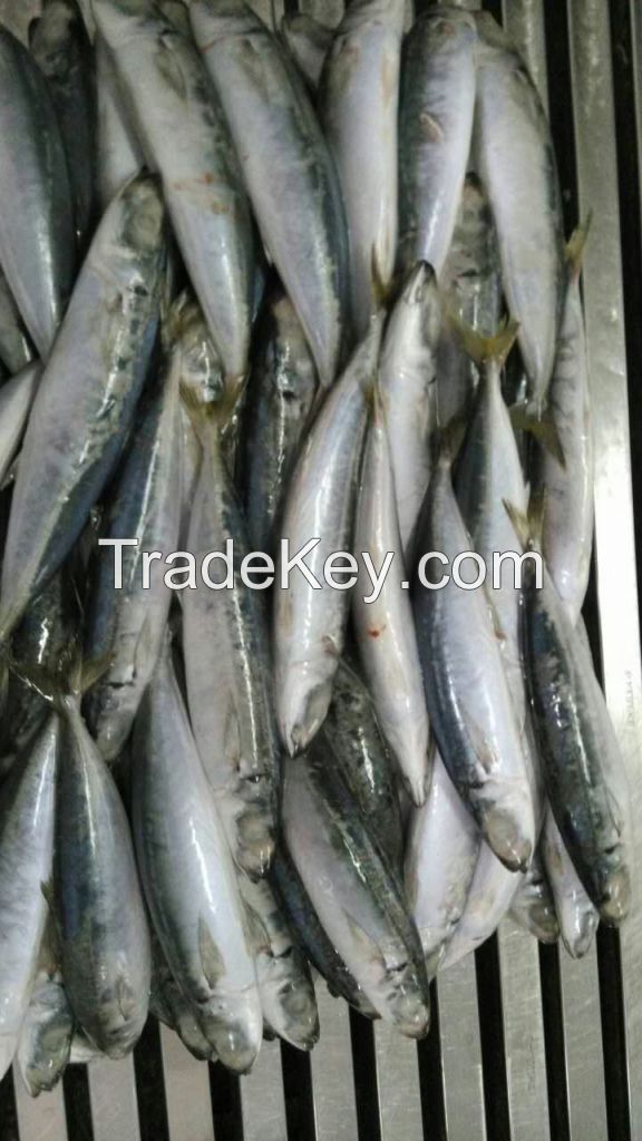 Frozen round scad fish horse mackerel  Decapterus macrosoma