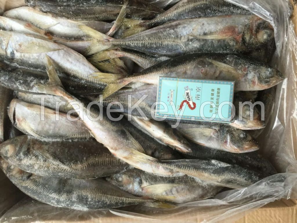 Big eys horse mackerel  Yellow tail scad Decapterus matuadsi