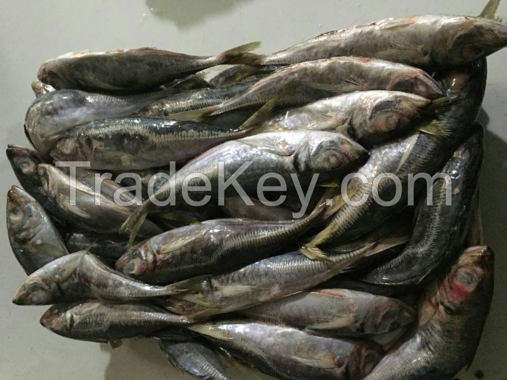 Big eys horse mackerel  Yellow tail scad Decapterus matuadsi