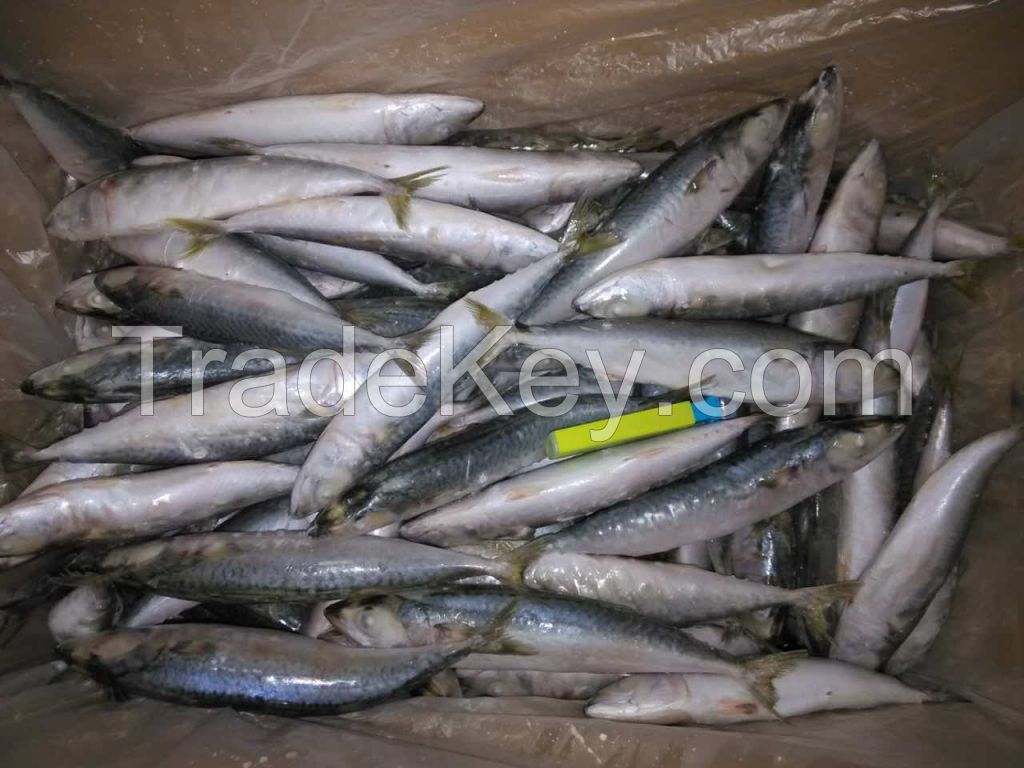 Frozen round scad fish horse mackerel  Decapterus macrosoma