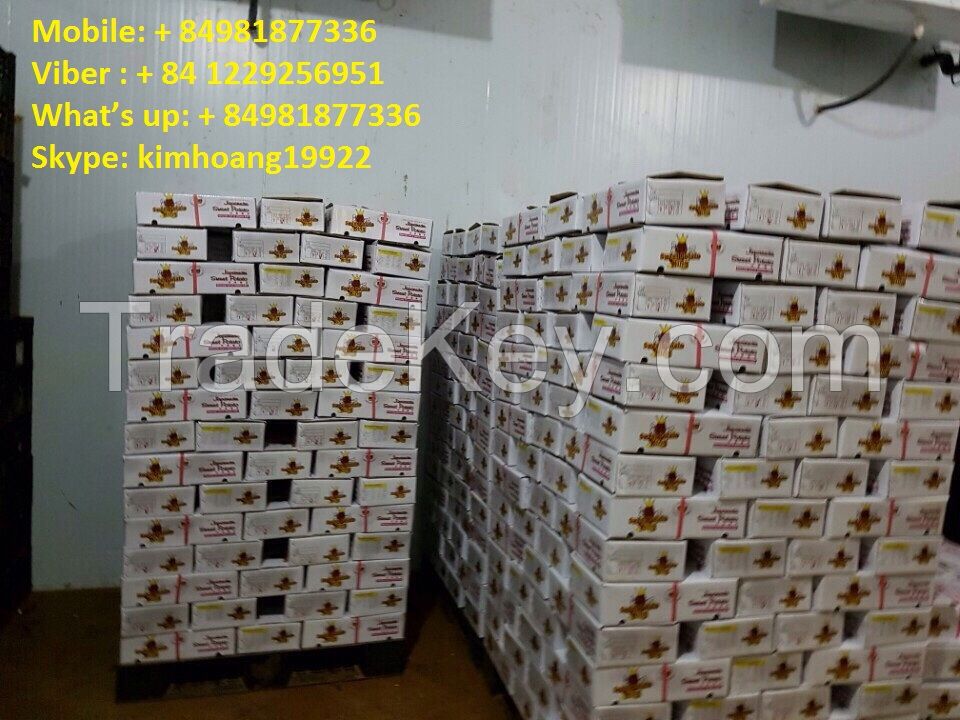 Export fresh sweet potatoes/ sweet potato , good price and good quality