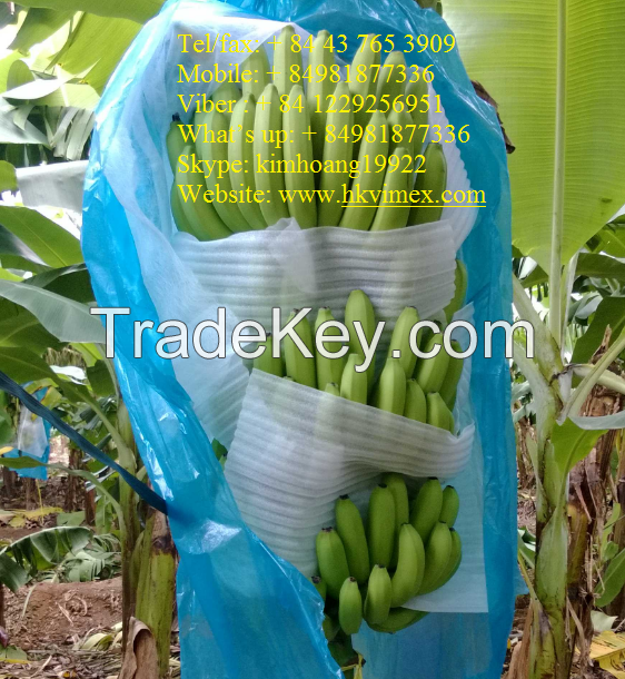 Export fresh banana, good price and good quality