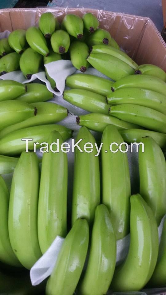 Export fresh banana, good price and good quality