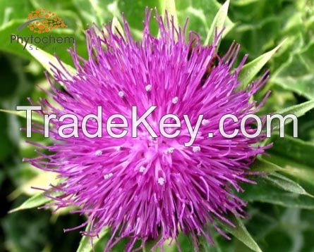 Milk Thistle Extract 80% Silymarin 30% Silybin