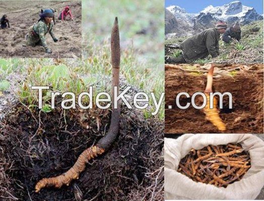 Cordyceps Sinesis Extract