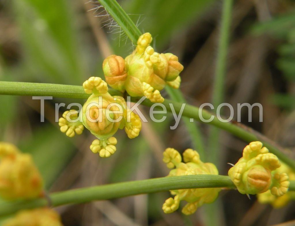 ephedra