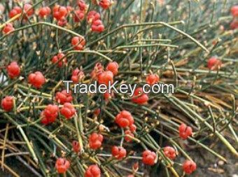 ephedra