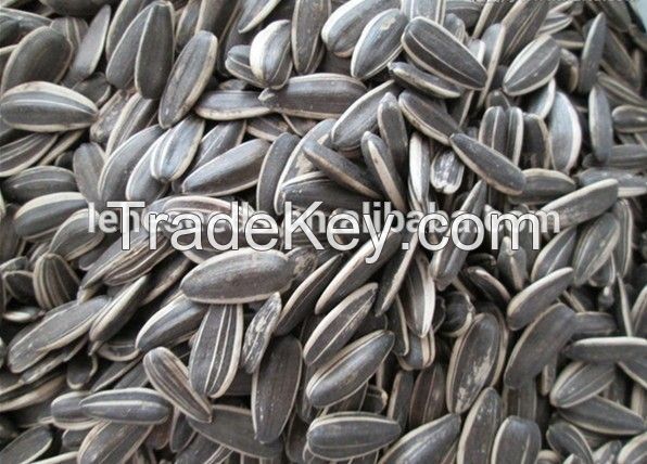 New Crop high quality  Sunflower seeds 