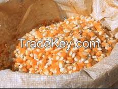 Yellow Corn