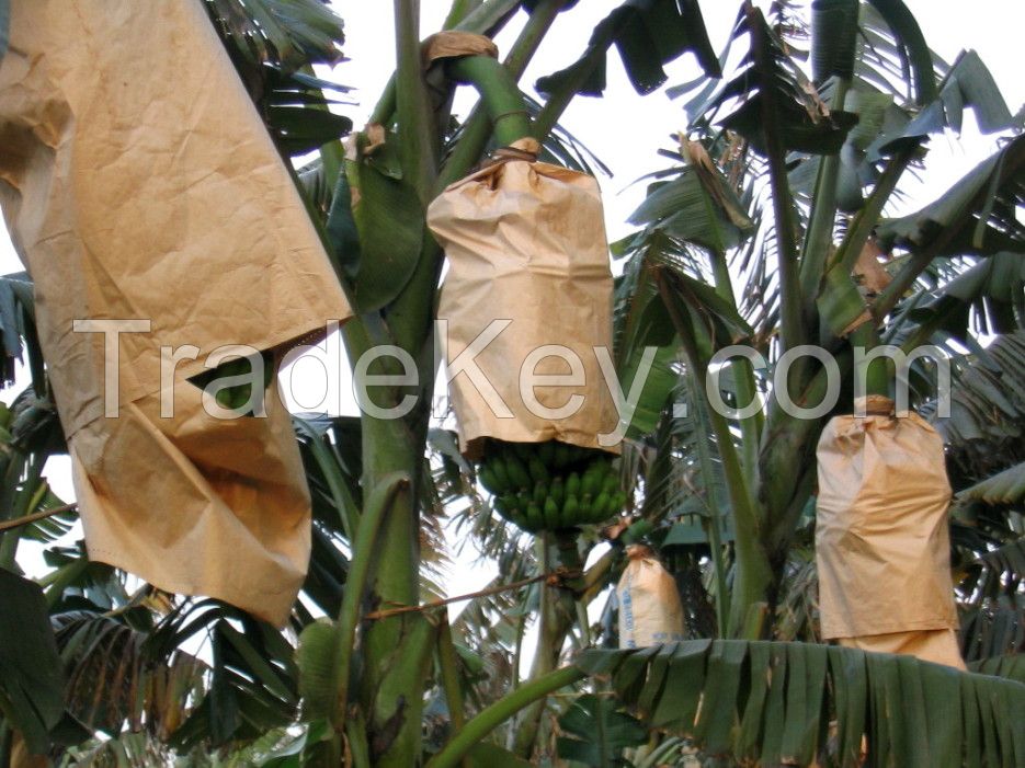 Fruit Growing Paper Bag, Banana Growing Paper Bag 