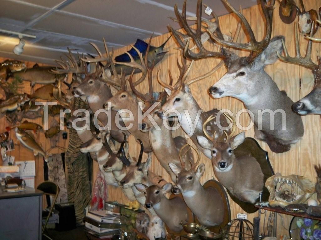 Varieties Of Taxidermy Mounts Available For Sale