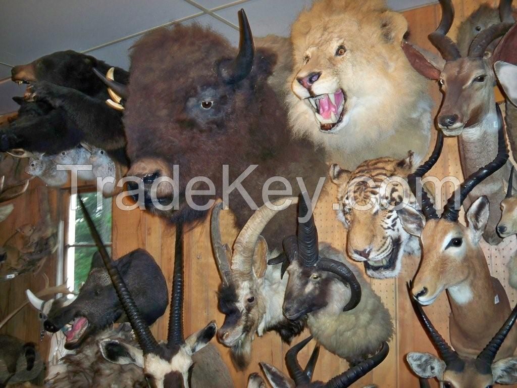 Varieties Of Taxidermy Mounts Available For Sale