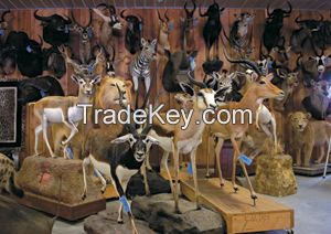 Varieties of Taxidermy mounts Available for sale