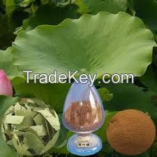 Professional manufacturer supply pure Lotus leaf Extract Nuciferine and lotus flavone