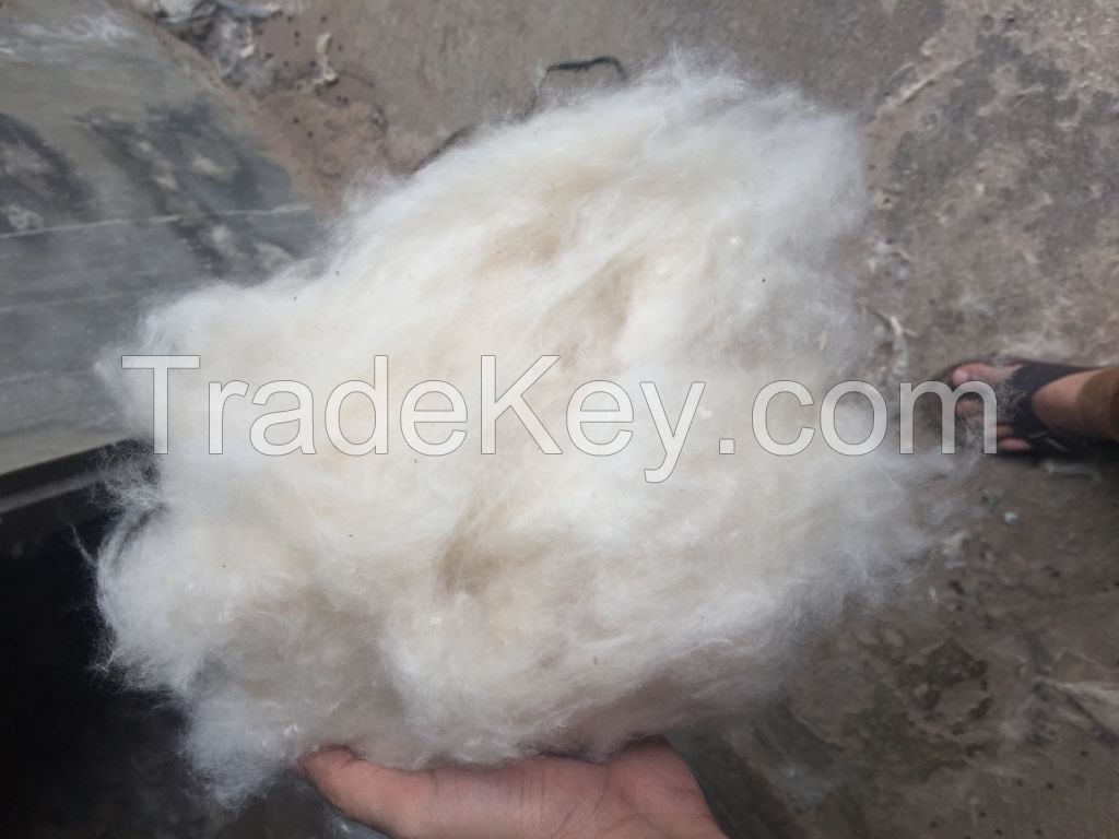 Kapok Fiber