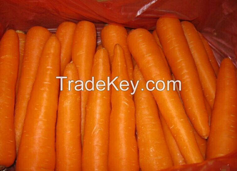 Fresh Carrots From Vietnam with Best price