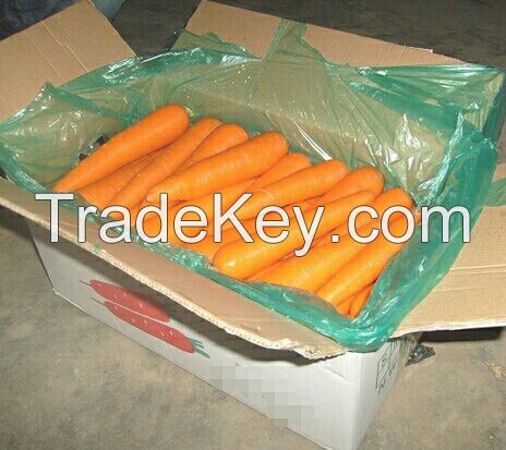 Fresh Carrots From Vietnam with Best price