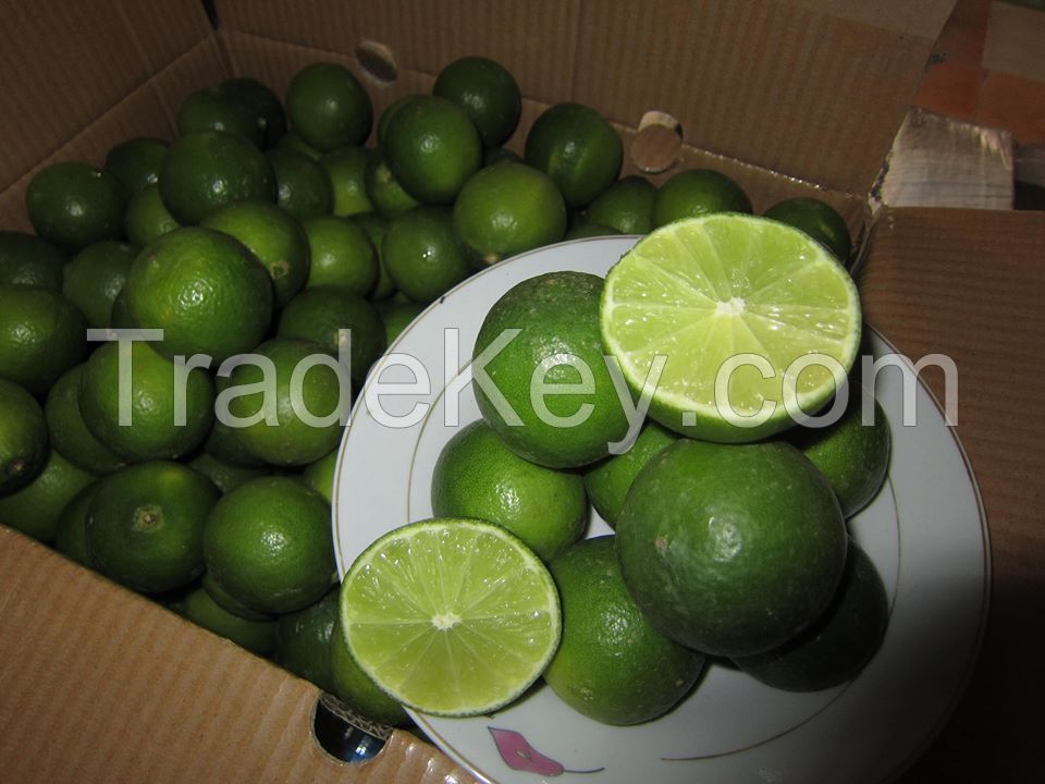 Fresh Seedless Lime From Vietnam