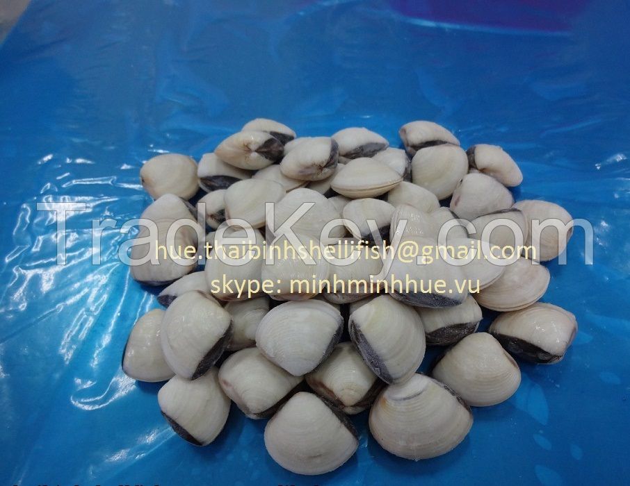 FROZEN COOKED WHOLE WHITE CLAM SHELL ON