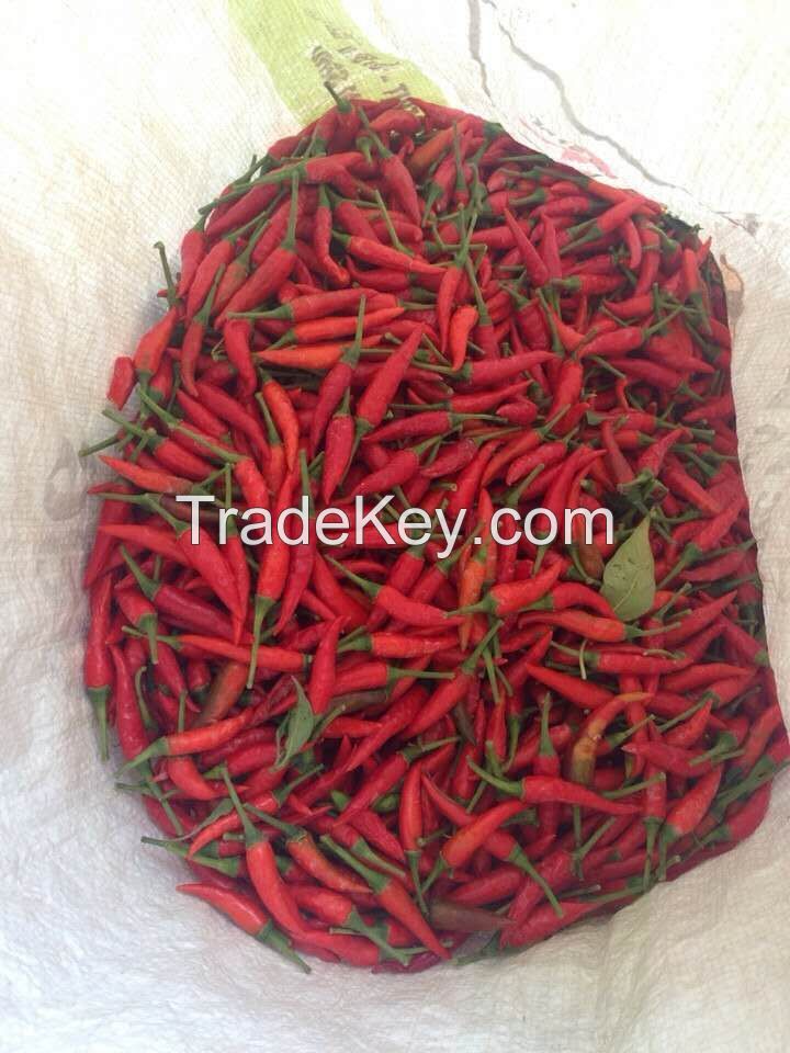 Red Fresh Chilli