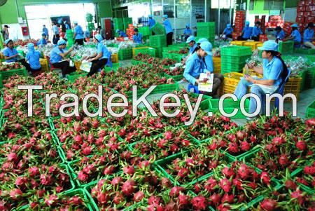 Fresh Dragon Fruit