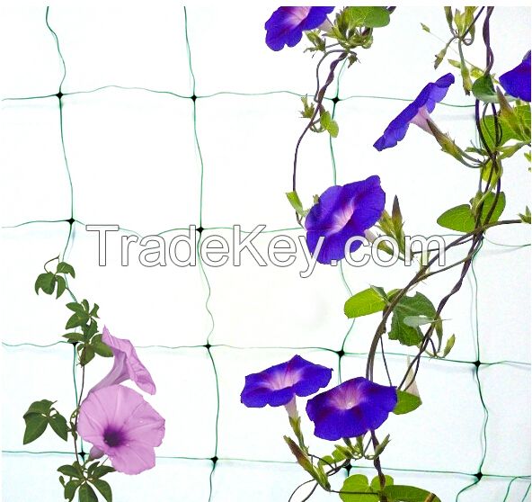 cucumber Pea & bean plant support netting